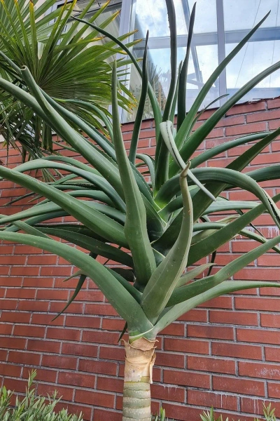 Aloe bainesii aloes 260 cm