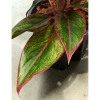 Aglaonema Light Star 33 cm MK11/9