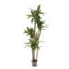 Sztuczna dracena fragrans 150 cm 81 liści drewniany pień