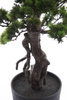 Sztuczny wysoki Bonsai Pinia Sosna140 cm