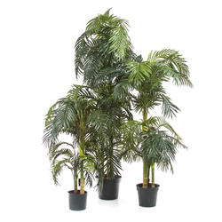 Sztuczne palmy Areka zestaw 120-150-190-240 cm