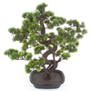 Sztuczne drzewko Bonsai Sosna Pinia 65 cm