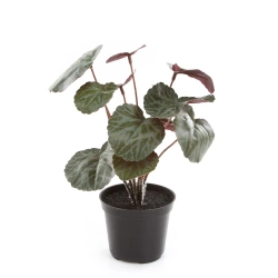 Sztuczna Saxifraga zielono-czerwona 25 cm