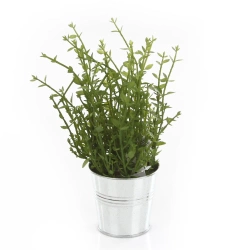 Sztuczny tymianek w cynkowej doniczce 23-26 cm zioła