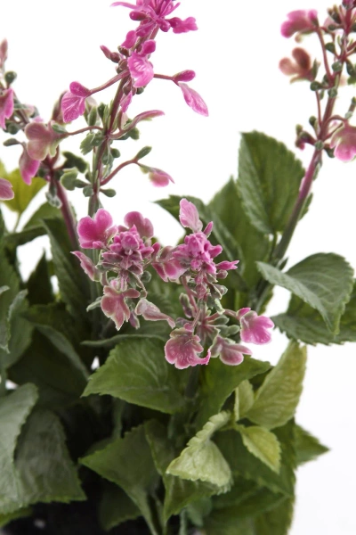 Sztuczna szałwia różowa 39 cm w doniczce zioła