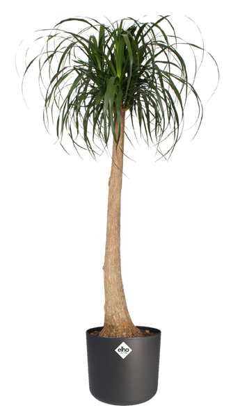 B. For Soft Round 35 cylindryczna doniczka grafitowa