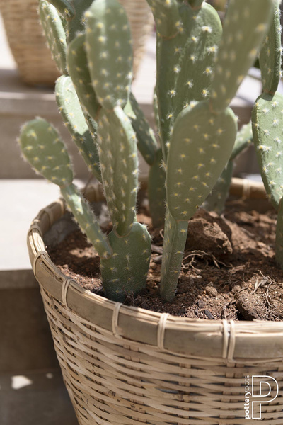 Sztuczna Opuncja M 41 cm