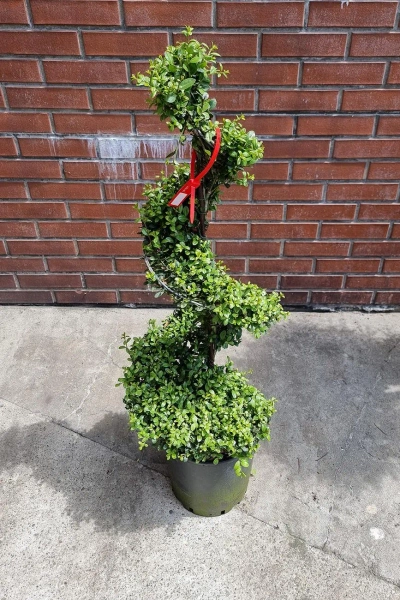 Ostrokrzew karbowanolistny Ilex Crenata spiralny 120 cm