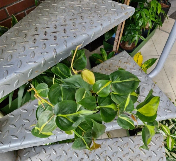 Philodendron scandens Brasil MK13/12 Filodendron pnący