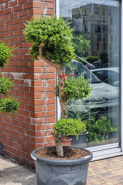 Drzewo oliwne sylvestris bonsai 180 cm
