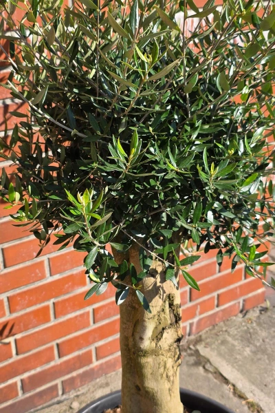 Oliwka europejska Olea europaea 150 cm