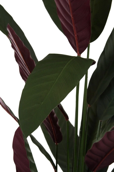 Sztuczna Maranta Stromanthe thalia 210 cm zielono-czerwona