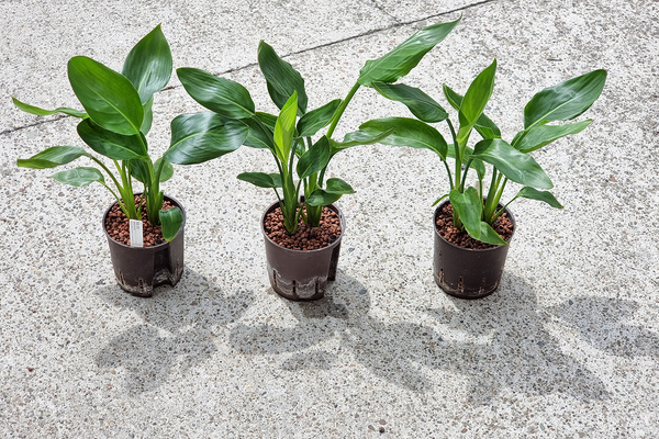 Strelicja 40 cm MK13/12