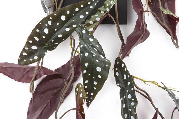 Sztuczna Begonia maculata wisząca pnącze 115 cm