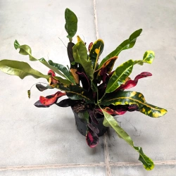 Kroton variegatum mammi 30 cm w hydroponice MK13/12 wielobarwny