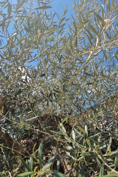 Drzewo oliwne wysokie Oliwka europejska 260 cm oryginalny pień