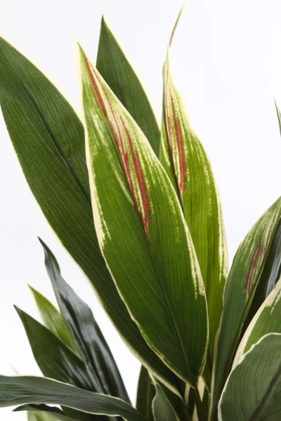 Sztuczna Dracena variegata 80 cm