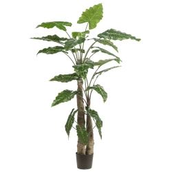 Sztuczna Alokazja drzewko 180 cm 22 liście gruby pień