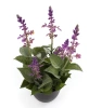 Sztuczna szałwia fioletowa 28 cm w doniczce