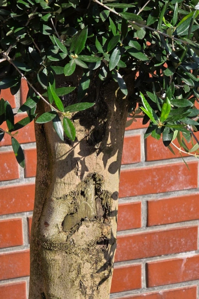 Oliwka europejska Olea europaea 150 cm