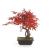 Sztuczny Bonsai Klon japoński 50 cm burgundy w doniczce