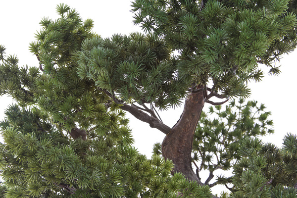 Sztuczne drzewko Bonsai Modrzew Larch 125 cm