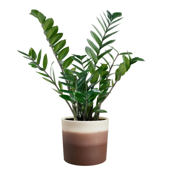 Colour Gradient Elho 16 walcowata osłonka w odcieniach brązu