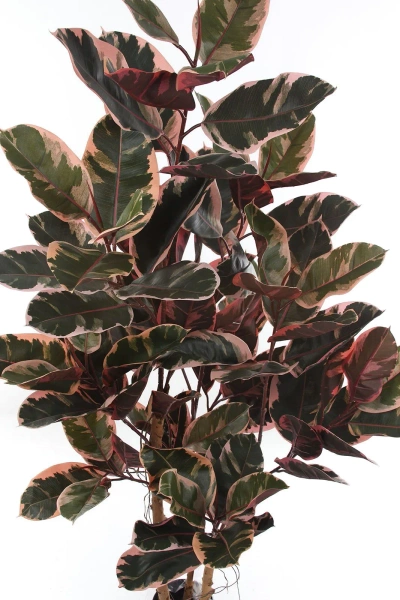 Sztuczny Fikus Elastica red ruby 170 cm, 93 liście