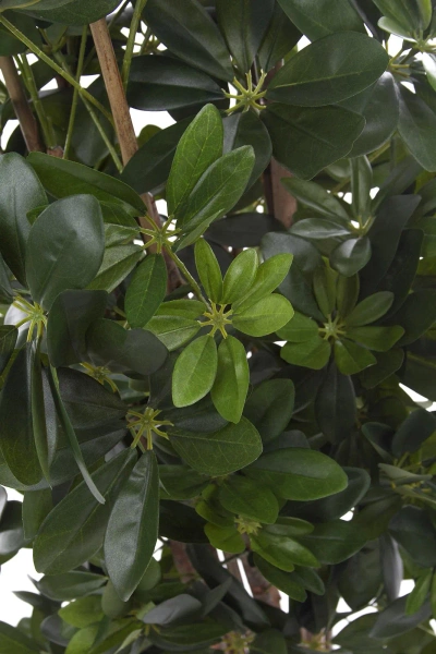 Sztuczna Schefflera gęsta na naturalnych pniach 120 cm deluxe