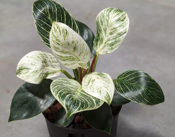 Philodendron birkin 28 cm MK13/12 w hydroponice