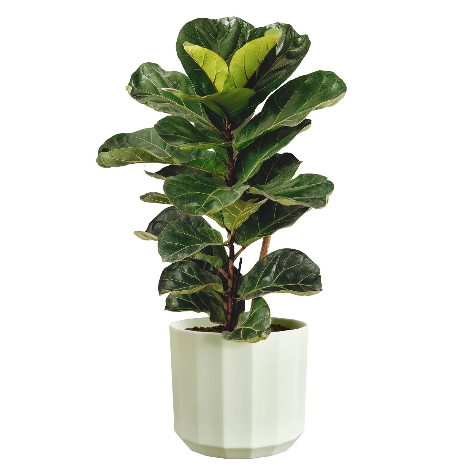 osłonka Elho Facet 23 zielona herbata tea green