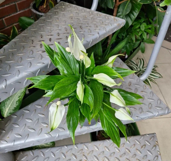 Skrzydłokwiat Bellini w hydroponice 30 cm MK13/12