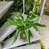 Dracena Steudneri Green w hydroponice 45 cm MK13/12