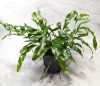 Microsorum diversifolium 25 cm MK13/12
