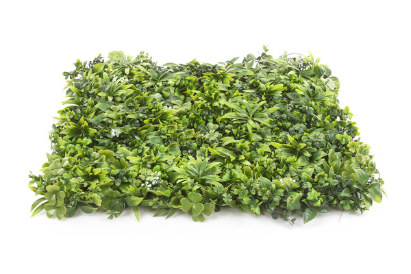 Sztuczna zielona ściana bukszpan oxalis 50x50