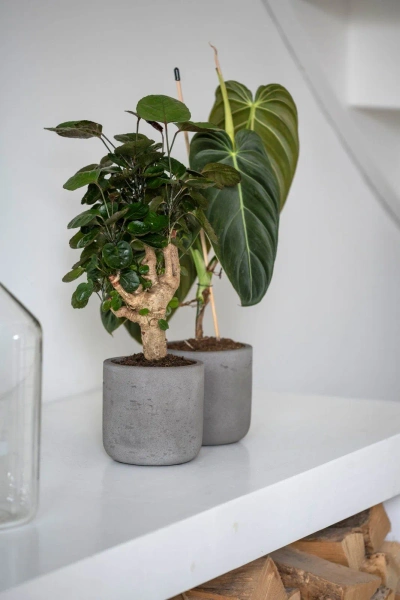 Charlie M 18/17,5 doniczka cylinder kamienna mocha washed