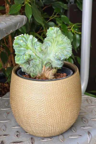 Porto Vase 31/50 ceramiczny wazon złoty