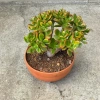 Crassula ovata sunset 30 cm krasula
