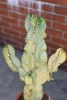 Kaktus Euphorbia ingens marmorata 100 cm