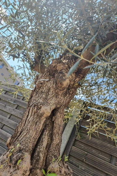 Drzewo oliwne wysokie Oliwka europejska 260 cm oryginalny pień