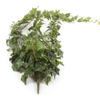 Sztuczny Bluszcz English Hedera wiszący pnącze 170 cm zielony