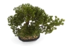 Sztuczny Bonsai Pinia Sosna 44 cm w czarnej doniczce