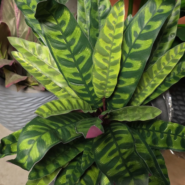 Sztuczna Kalatea Peacock 40 cm na igle 35 liści