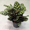 Calathea Kalatea makoyana w hydroponice MK13/12 wielobarwna