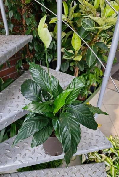 Skrzydłokwiat Spathiphyllum hybriden 45 cm MK15/19