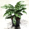 Aglaonema maria 35 cm MK13/12 w hydroponice