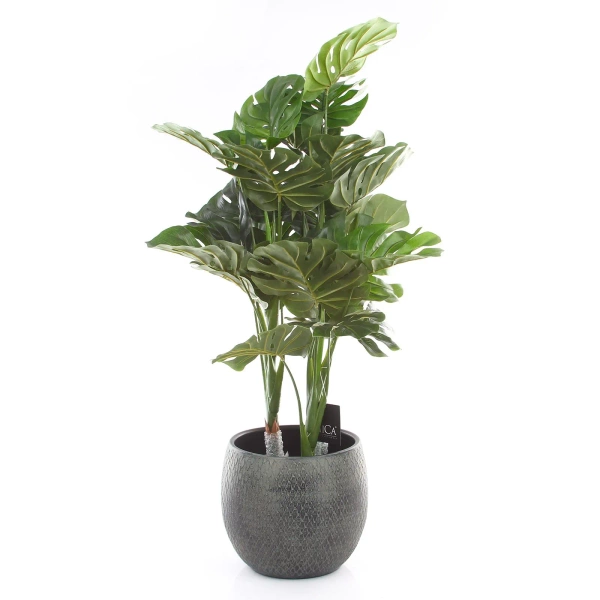 Madeira 16/16 kulista osłonka zielona we wzorki