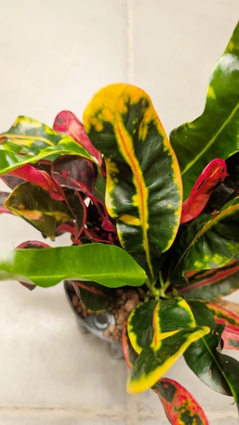 Kroton variegatum mammi 30 cm w hydroponice MK13/12 wielobarwny