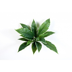 Sztuczna Kordylina 30 cm białozielona