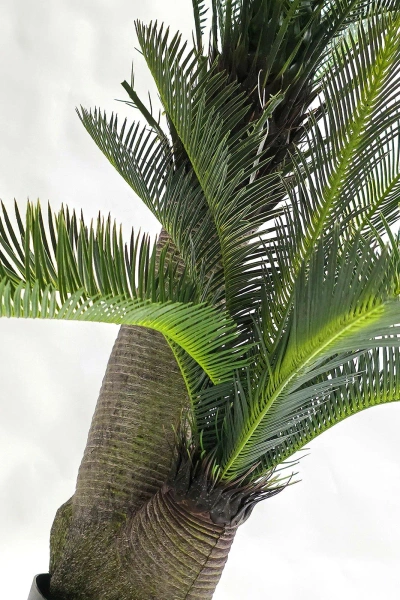 Sztuczny Cycas 145 cm 42 liście UV